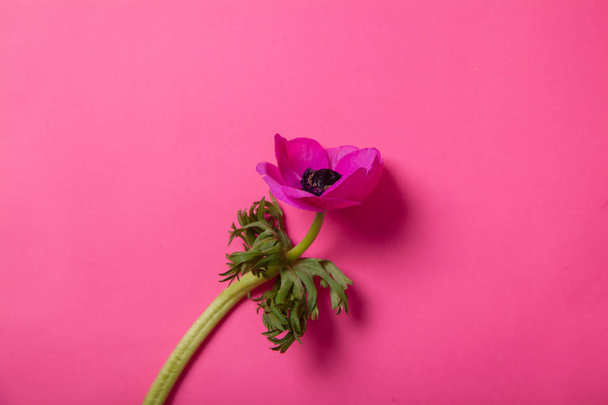 beautiful purple anemone flower on pink background, close-up  - Photo, image