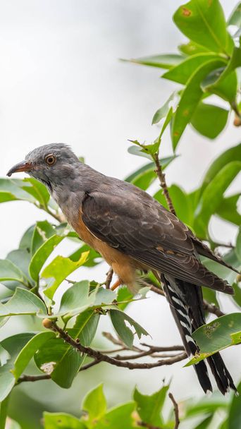 Vahşi doğada kuş (ağlamaklı guguk kuşu) - Fotoğraf, Görsel