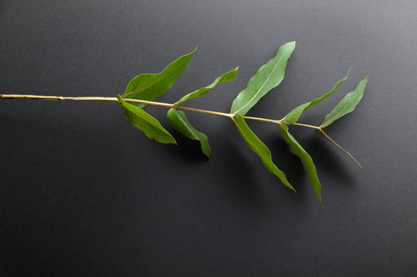 eucalyptus branch with green leaves on gray background - Photo, image
