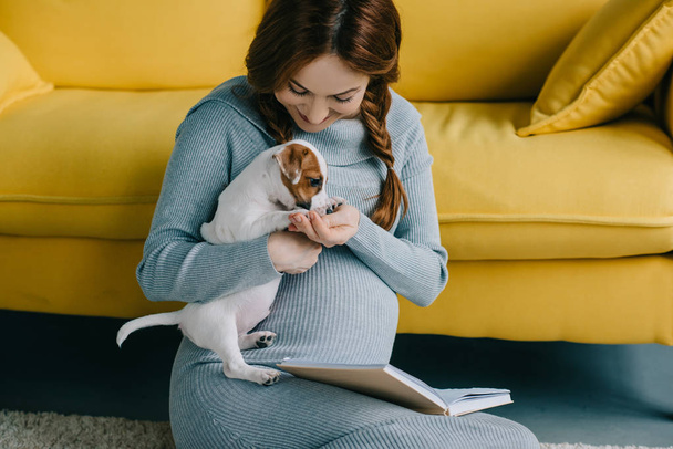 attractive pregnant woman palming jack russell terrier in living room - Foto, Bild