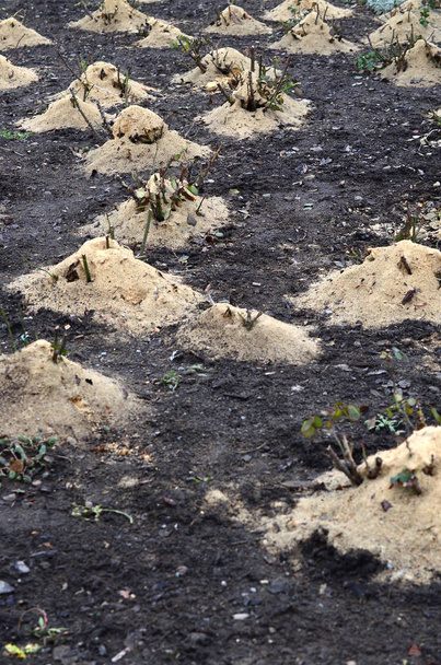 Gül çalılar malçlama. Bir sürü kırpılmış gül çalılar mayınları ahşap talaş ve koruma kış için sapları ile - Fotoğraf, Görsel