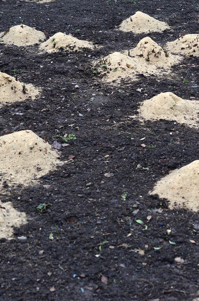 Gül çalılar malçlama. Bir sürü kırpılmış gül çalılar mayınları ahşap talaş ve koruma kış için sapları ile - Fotoğraf, Görsel