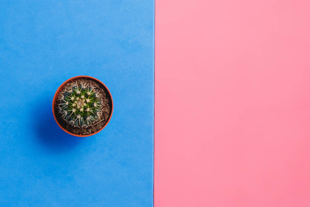 Green Cactus in Pot on Pink and Blue Pastel Color Background. Minimal Concept. Flat Lay. Top View. - Fotografie, Obrázek