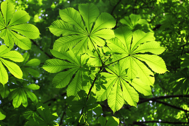 Árboles hojas detalle de primer plano
 - Foto, Imagen