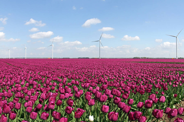 Campos de tulipanes holandeses en primavera, Holanda
 - Foto, imagen