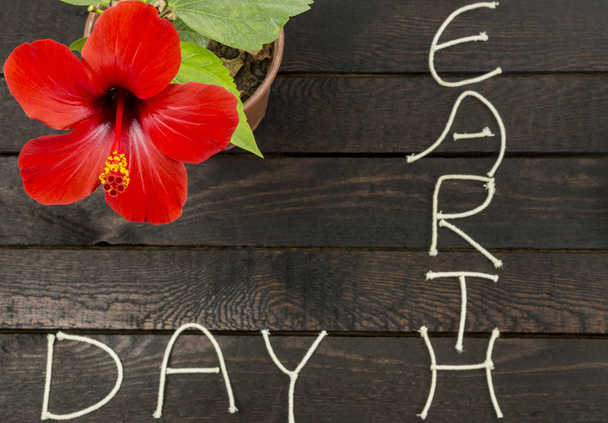 Красива червона квітка гібіскуса. День Землі Концепція. День екології
 - Фото, зображення