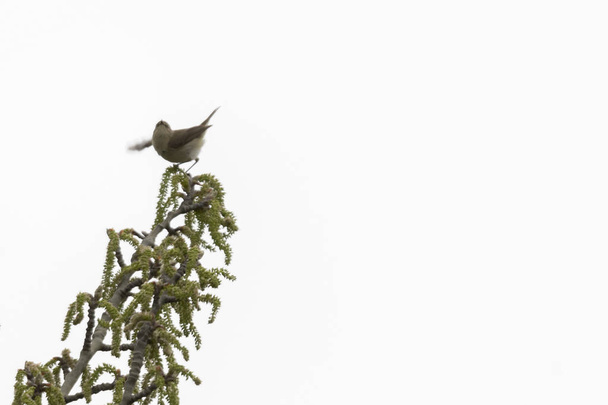 Філоскоп колібіта птах на дереві
 - Фото, зображення