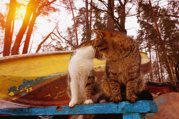 zwei weiße und graue Katzen auf einer alten sowjetischen Bootsstation.  - Foto, Bild