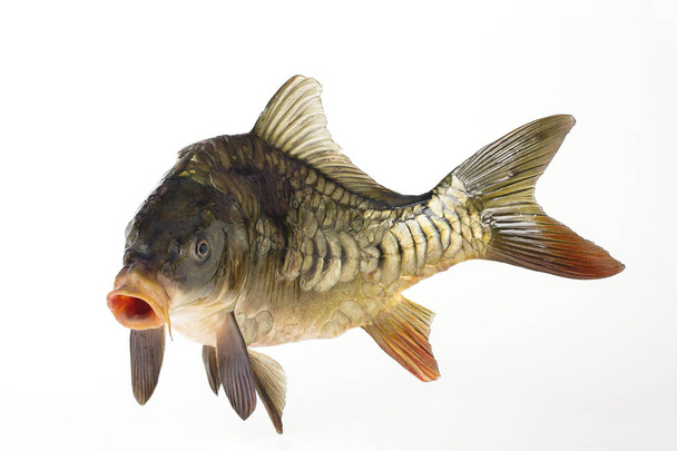 Carpa de pescado viva de cerca
 - Foto, imagen