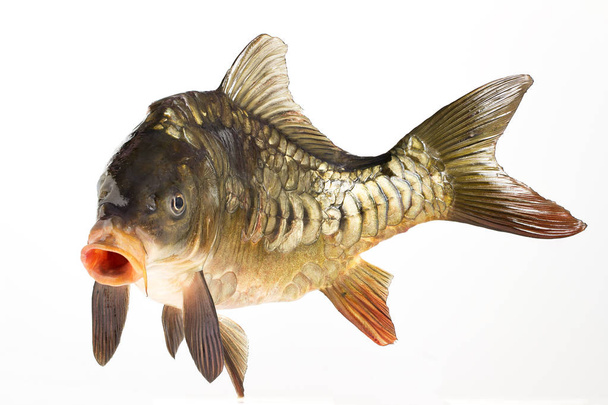 Carpa de pescado viva de cerca
 - Foto, Imagen