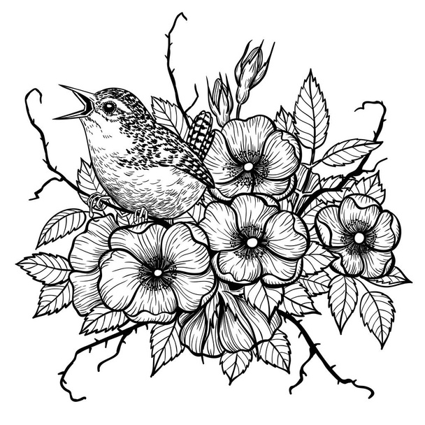Wren and dog rose illustration - Διάνυσμα, εικόνα