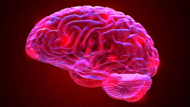 Ανθρώπινος εγκέφαλος 3d καθιστούν - Φωτογραφία, εικόνα