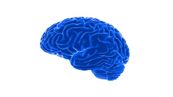 Human brain 3D render - Photo, Image
