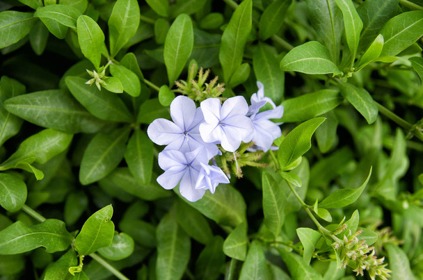 Purple flower Vinca major . Also known as bigleaf periwinkle, large periwinkle, greater and blue periwinkle. - Photo, image