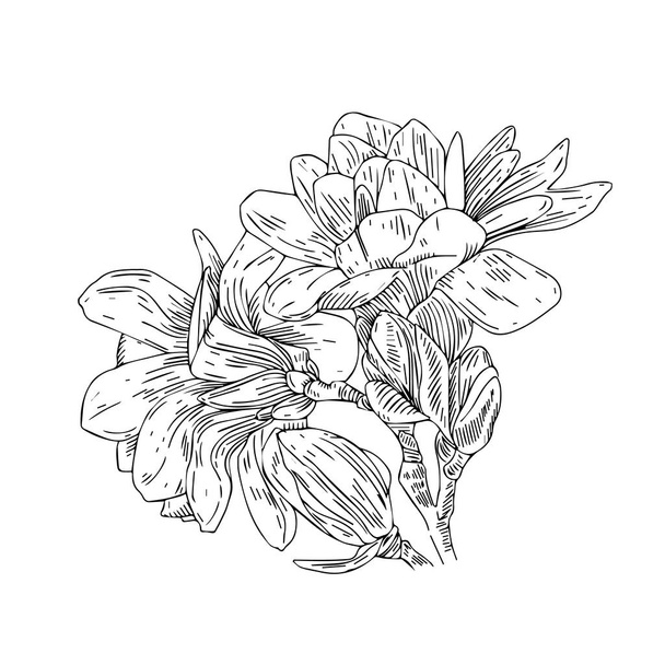 Χέρι λουλούδια σε στυλ vintage. Άνοιξη blossom κλαδιά. Γραμμικής τέχνης χαραγμένο. Απομονωμένα σε λευκό φόντο. - Διάνυσμα, εικόνα