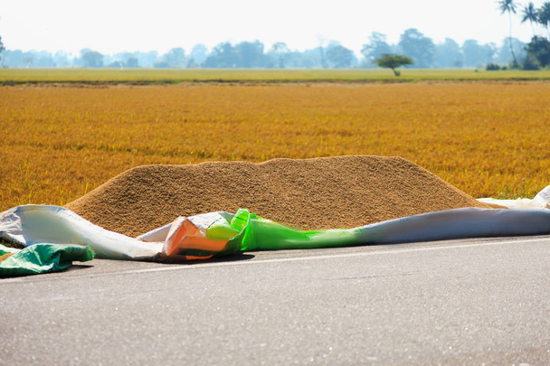 der Reis wird auf dem Reisfeld getrocknet - Foto, Bild