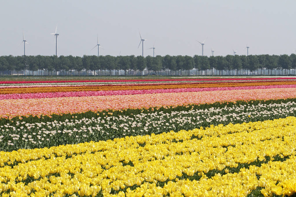 オランダ、オランダの美しいチューリップ畑と Sprigtime - 写真・画像