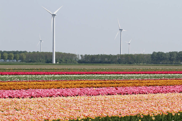 Sprigtime con hermosos campos de tulipanes en Holanda, Holanda
 - Foto, imagen