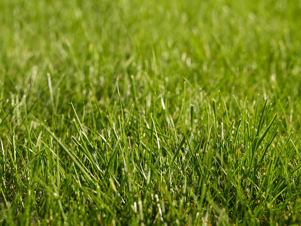 Fresh green grass - Foto, afbeelding