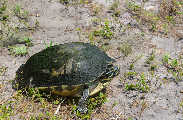 Florida Box Turtle en Largo, Florida
 - Foto, imagen