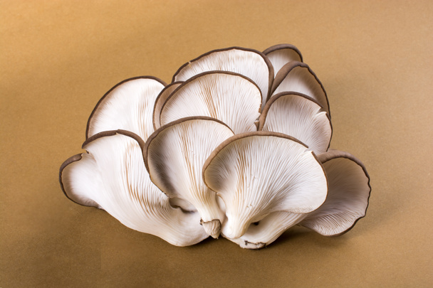 Гриб устрицы или плевротус ostreatus так же легко культивируется гриб - Фото, изображение