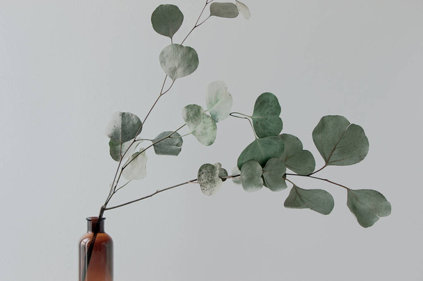 Эвкалиптовая ветвь в вазе с белой стеной
 - Фото, изображение