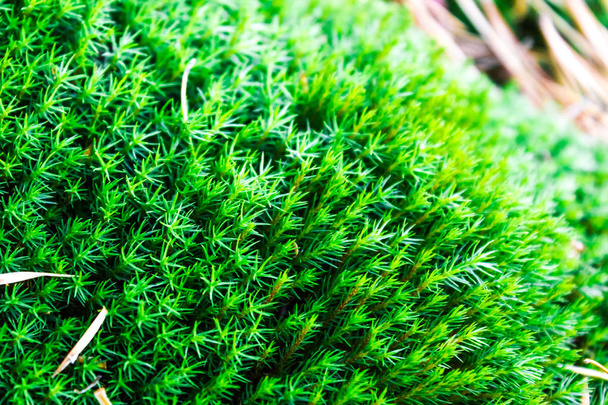 Green moss on stone in a summer forest - Фото, изображение