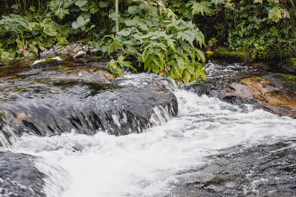 schneller Gebirgsfluss in rasantem Fluss im grünen Wald - Foto, Bild