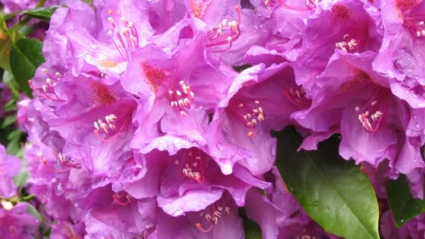 Donker Roze rododendron bloesem close-up, detail met regen druppels op de bloemblaadjes, sharping, zoomen - Video