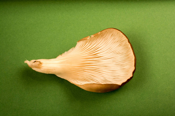İstiridye mantarı ya da Pleurotus ostreatus kolayca ekilmiş mantar. - Fotoğraf, Görsel