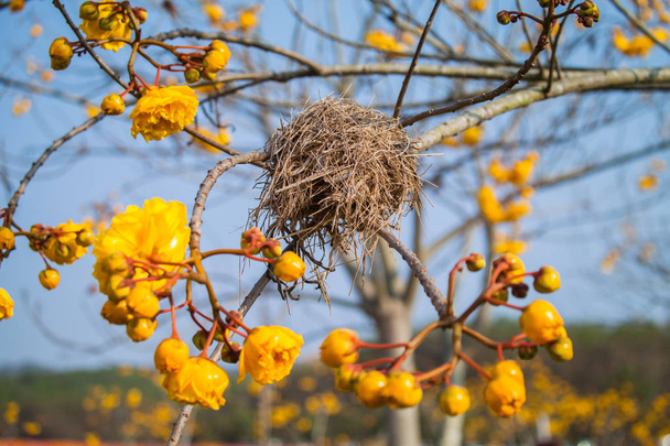 nest bird on Faicom yellow flower tree - Photo, Image