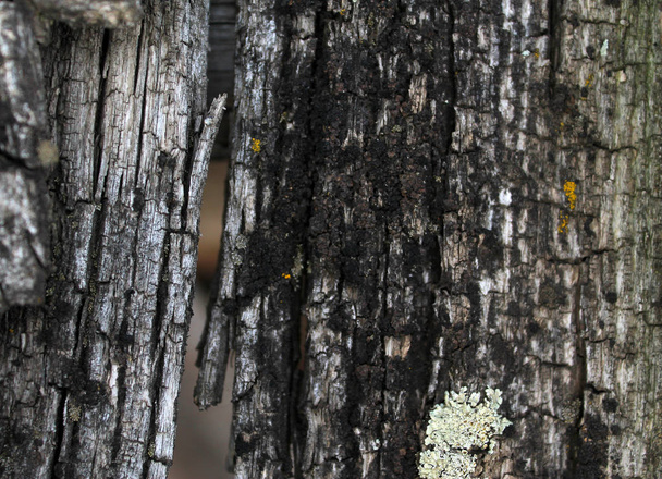 Лишайный мох, растущий на коре дерева. Текстура коры дерева с сухим мхом
. - Фото, изображение