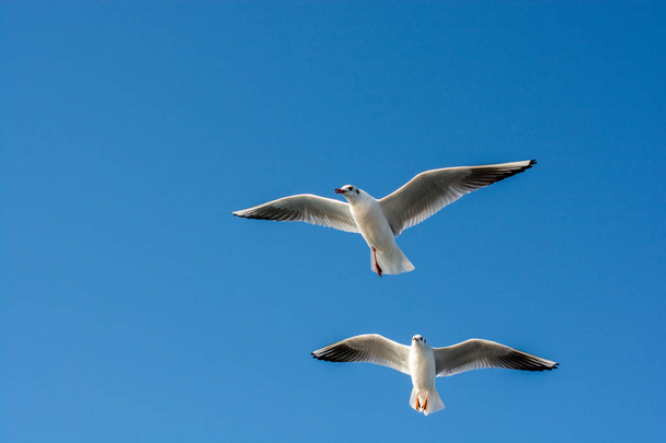 Paire de mouettes volant dans le ciel - Photo, image