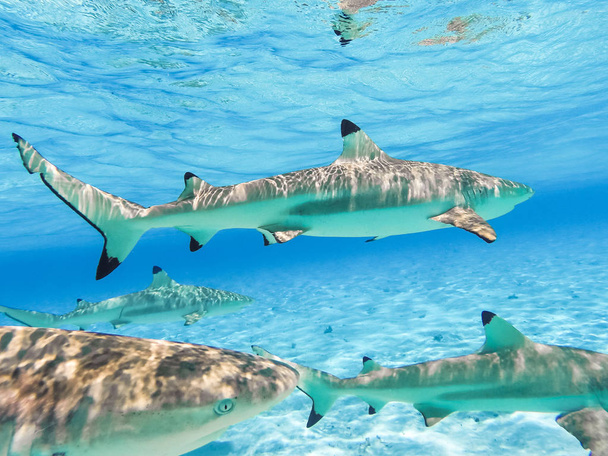 Baby Black Tip Shark Pacific Ocean Clear Waters Stock Photo by