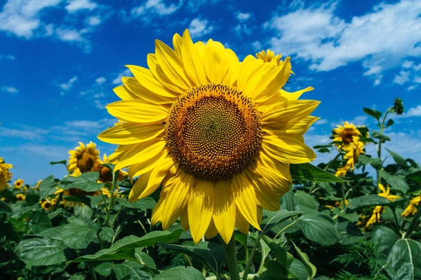 Sonnenblume im Feld, gefärbt und gefiltert aus nächster Nähe - Foto, Bild