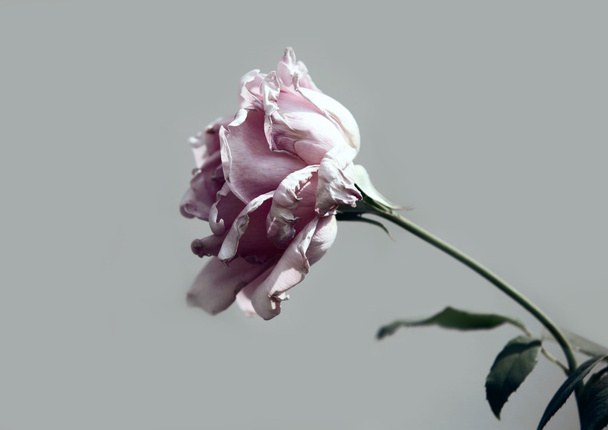 Rosa rosa
 - Foto, Imagem