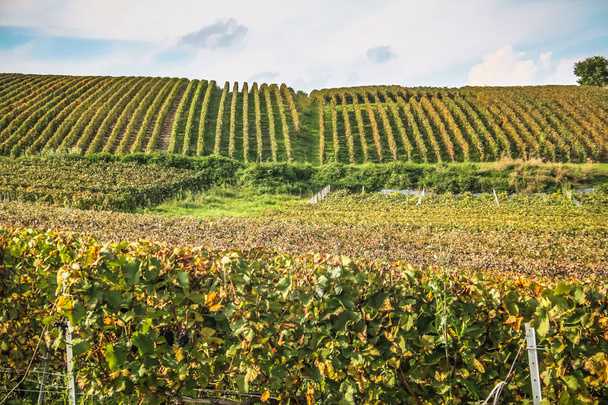 Szőlőskert-tól Reims Champagne terület Franciaország megtekintése - Fotó, kép