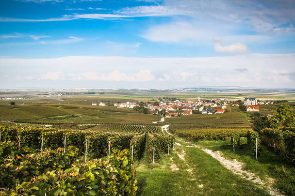 View of vineyard from Reims in Champagne area France - Photo, Image