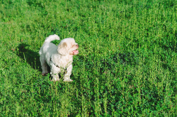 Biały pies szczęśliwy na pole trawa zielony - Zdjęcie, obraz