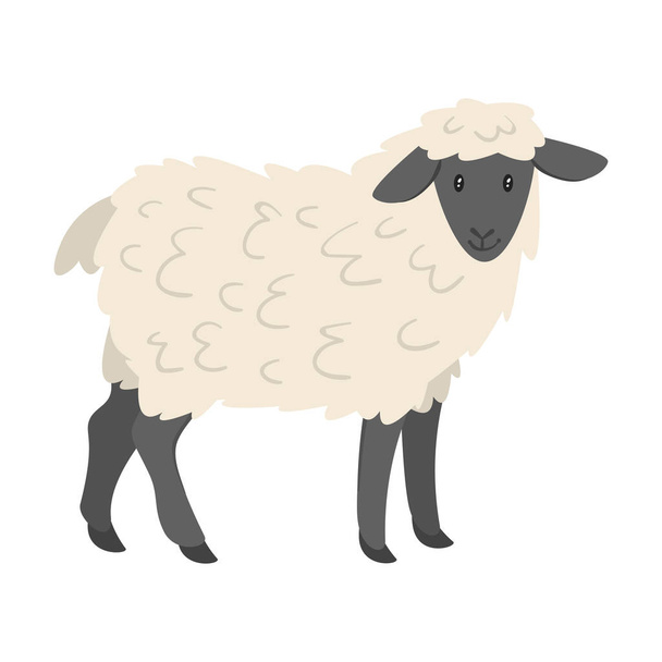 kotieläimet - lampaat
 - Vektori, kuva