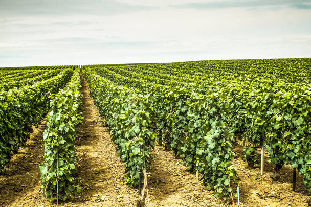 Vineyard and closeup of grapes from Reims in Champagne - Photo, Image
