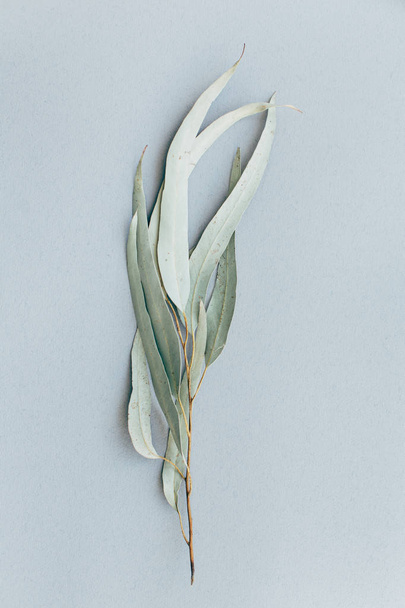 Branch of green dry eucalyptus on a gray background, Botanical p - Foto, Imagen