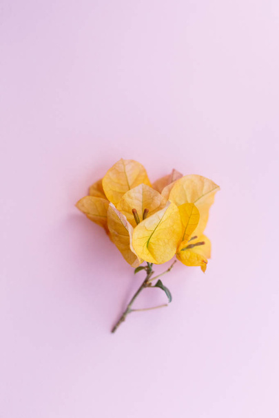 Creative poster postcard, yellow Bougainvillea flower on colored - Foto, Bild
