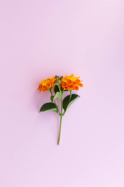 Creative greeting card, orange flower of Lantana on the Colored  - Foto, immagini