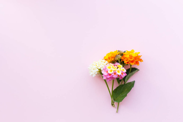 Creative greeting card, a flower of Lantana on the Colored pink  - Φωτογραφία, εικόνα