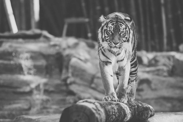 Tigre de bengala
 - Foto, Imagem