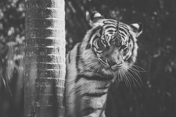 Bengaalse tijger - Foto, afbeelding