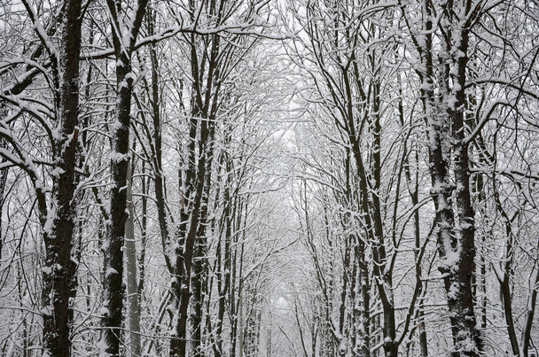 Зимовий пейзаж у засніженому парку після сильного вологого снігопаду. Товстий шар снігу лежить на гілках дерев
 - Фото, зображення