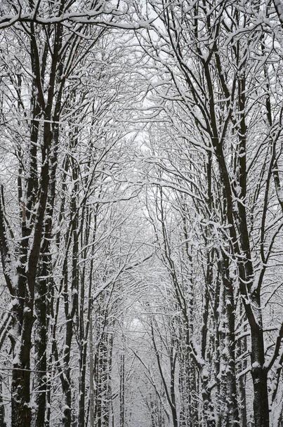 Зимний пейзаж в заснеженном парке после сильного влажного снегопада. Толстый слой снега лежит на ветвях деревьев
 - Фото, изображение