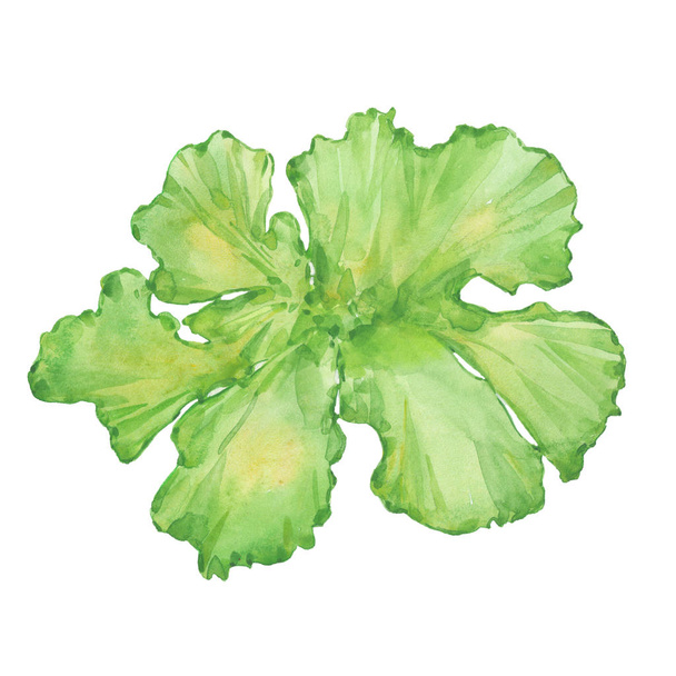 watercolor sea lettuce - 写真・画像